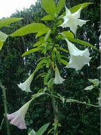 Zaden Brugmansia, Tuin en Terras, Ophalen of Verzenden, Gehele jaar, Halfschaduw, Zaad