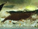 Black sakura garnalen neocaridina, Dieren en Toebehoren, Vissen | Aquariumvissen, Kreeft, Krab of Garnaal, Zoetwatervis