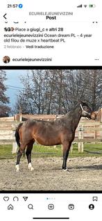 Poulinière 11 jaar vol filou de muze, Dieren en Toebehoren, Springpaard, 11 jaar of ouder, Merrie, Gechipt