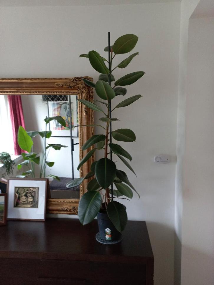 Trotse Ficus elastica 'Robusta' echte plant, 103cm, Maison & Meubles, Plantes d'intérieur, Ficus, 100 à 150 cm, Plante verte, Ombre partielle