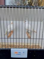 Kanaries, Dieren en Toebehoren