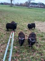 Ouessant minischapen dekram rammen stamboek, Mâle, Mouton, 0 à 2 ans