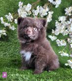 Pomeriaan / dwergkees pomeranian pom pup, België, Keeshond, CDV (hondenziekte), 8 tot 15 weken