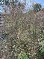 Planten en struiken, Tuin en Terras, Ophalen, Rhododendron