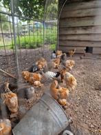 Brahma, Dieren en Toebehoren, Pluimvee