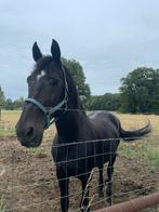 Dek hengst of te koop, Dieren en Toebehoren, Paarden, Hengst