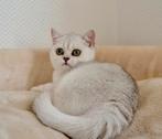 Brits korthaar kittens met stamboom, Poes, Met stamboom, 0 tot 2 jaar