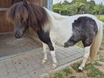 Shetland stamboekmerrietje, Dieren en Toebehoren, Merrie, Gechipt, 0 tot 2 jaar, A pony (tot 1.17m)