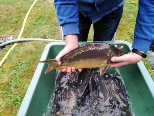 spiegelkarpers van 35/50 cm vanaf slechts 10 €/st., Dieren en Toebehoren, Vissen | Vijvervissen, Karper of Koi