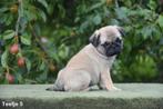 Prachtige Mops pups in verschillende kleuren, Animaux & Accessoires, Chiens | Bouledogues, Pinschers & Molossoïdes, Autres races