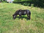 Zwart Amha merrie, Dieren en Toebehoren, Pony's, Merrie