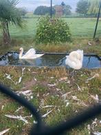 Koppel zwanen te koop, Dieren en Toebehoren, Pluimvee