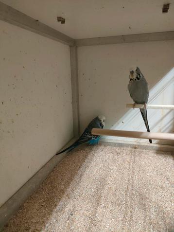 Engelse parkieten. beschikbaar voor biedingen