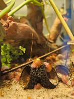 Roze posthoornslakjes baby