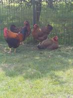 Te koop welsumer haan en 3 welsumer kippen, Dieren en Toebehoren, Pluimvee, Meerdere dieren, Kip