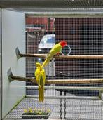 Kweekkoppel gele koningsparkieten 2020, Meerdere dieren, Parkiet, Geringd