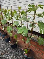 VIJGEN STRUIKEN "TURCA (NERO)", 15€/st, OPSTUREN MOGELIJK, Tuin en Terras, Planten | Tuinplanten, Ophalen of Verzenden, Vaste plant