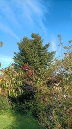 Kerstboom, Tuin en Terras, Ophalen