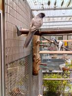 Pennant koppel, Dieren en Toebehoren