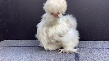 USA Zijdehoenders broedeidjes, Poule ou poulet