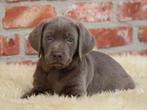 Labrador pups Zilver, Dieren en Toebehoren, Parvo, België, 8 tot 15 weken, Labrador retriever