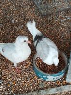 2 Capucynduifjes en smierel, Dieren en Toebehoren