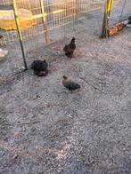 Cochin en zijde hoenders hennen, Dieren en Toebehoren