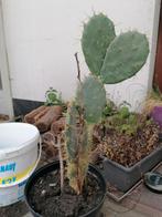 Grote cactus met nieuwe "bladeren", Tuin en Terras, Planten | Bomen, Ophalen