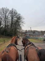 Lieve 5 jarige vosse merrie, Dieren en Toebehoren, Merrie, Zadelmak, 3 tot 6 jaar, 160 tot 165 cm