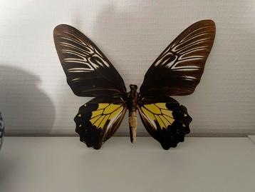 Grand papillon déco, Enlèvement, Comme neuf
