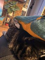 Ara, Dieren en Toebehoren, Geslacht onbekend, Papegaai