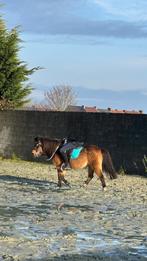 Te koop, Dieren en Toebehoren, Merrie, Zadelmak, B pony (1.17m tot 1.27m), 11 jaar of ouder