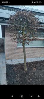 Haagbeuk boom gesnoeide kruin in bol vorm, Tuin en Terras, Ophalen
