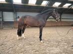Gave 3.5 jarige ruin, Dieren en Toebehoren, Paarden, Springpaard, Gechipt, Ruin, Zadelmak