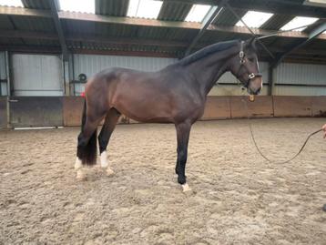 Gave 3.5 jarige ruin beschikbaar voor biedingen