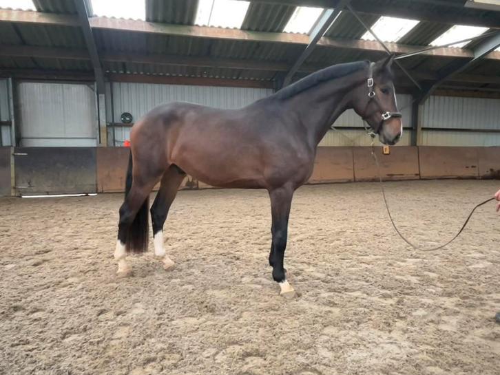 Gave 3.5 jarige ruin, Dieren en Toebehoren, Paarden, Ruin, Zadelmak, 170 tot 175 cm, 3 tot 6 jaar, Springpaard, Met stamboom, Gechipt
