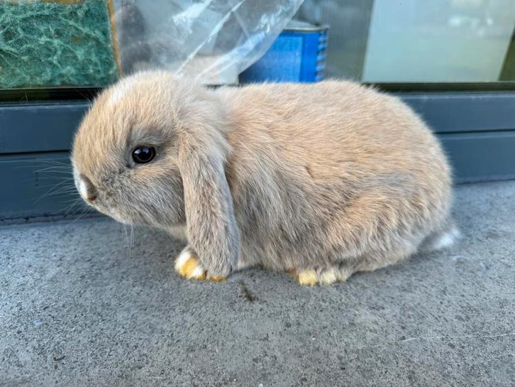 Minilop konijntje, Dieren en Toebehoren, Konijnen