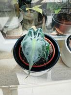 Alocasia venom, Ophalen, 200 cm of meer, Overige soorten, Halfschaduw