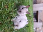 Kanpe baby konijntje tekoop, Dieren en Toebehoren, Konijnen, Meerdere dieren, Dwerg, 0 tot 2 jaar