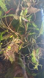 Plant d’aquarium, Animaux & Accessoires, Poissons | Aquariums & Accessoires, Enlèvement, Neuf