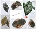Alocasia Chantrieri Planten te koop, Ophalen of Verzenden