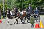 D pony's te koop, Dieren en Toebehoren, Pony's