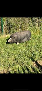 Hangbuikzweinen, Dieren en Toebehoren, Vrouwelijk, Varken