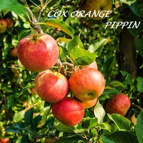 LAAGSTAM APPELAARS IN POT, oa (!) "COX ORANGE", 15€/Stuk., Jardin & Terrasse, Plantes | Jardin, Plante fixe, Plantes fruitières