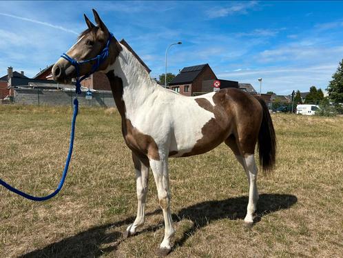 Jaarling quarter merrie, Dieren en Toebehoren, Paarden