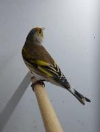 Kruising Putter met zangkanarie(Timbrado), Dieren en Toebehoren, Mannelijk, Wildzangvogel, Geringd