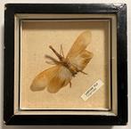 Antiek kader met "Lantern Fly" / "Fulgoridae", Ophalen of Verzenden, Gebruikt, Insect, Opgezet dier