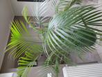Mooie Areca palm XL, Ophalen, Palm
