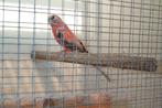 Roze bourkes: zeer mooie man, Dieren en Toebehoren, Vogels | Parkieten en Papegaaien, Parkiet