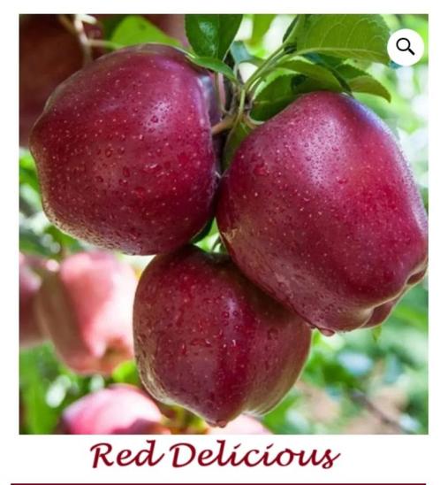 LAAGSTAM APPELBOMEN oa "RED DELICIOUS", 15€/Stuk, Tuin en Terras, Planten | Tuinplanten, Vaste plant, Fruitplanten, Volle zon